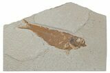 Fossil Fish (Knightia) - Wyoming #210109-1